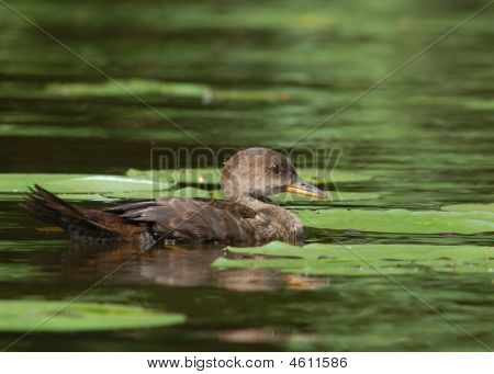 Smergo