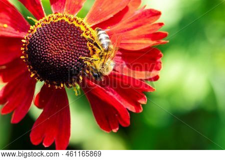 A Macro Portrait Of A Honey Bee Sitting Head Down On A Helenium Moerheim Or Mariachi Flower Collecti