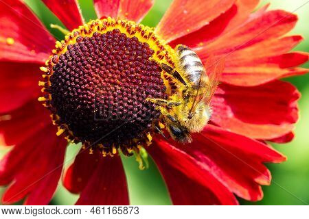 A Macro Portrait Of A Honey Bee Sitting On The Side Of A Helenium Moerheim Or Mariachi Flower Collec