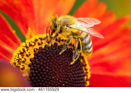 A Colorful Macro Portrait Of A Honey Bee Sitting On A Helenium Moerheim Or Mariachi Flower Collectin