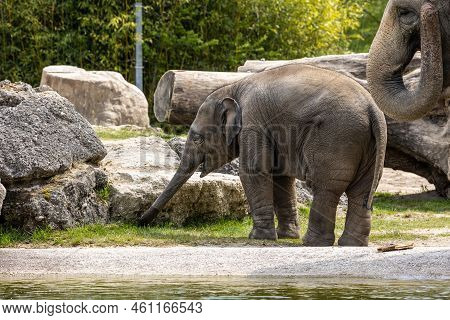 A Young Little Asian Elephant, Elephas Maximus Also Called Asiatic Elephant, Is The Only Living Spec