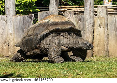 Aldabra Giant Tortoise, Curieuse Marine National Park, Curieuse Island, Seychelles