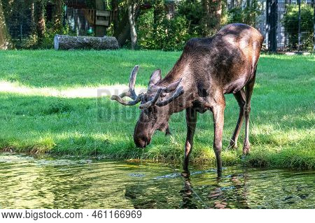 European Moose, Alces Alces, Also Known As The Elk. Wild Life Animal.
