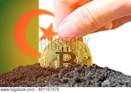 Legalization Of Bitcoins In Algeria. Planting A Bitcoin In The Ground Against The Background Of The 