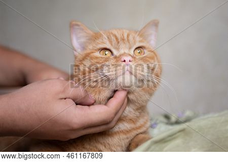 Ginger Kitten Likes Being Pets By Male Hand. Purebed British Shorthaired Cat.