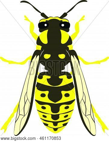 Yellowjacket Yellow Jacket Wasp Hornet Bee 2d