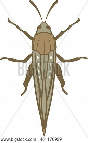 Realistic Illustration Of Locust Or Grasshopper Insect. Isolated On White Background. Insects Bugs W