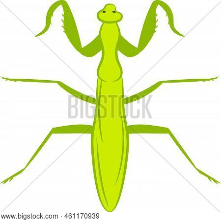 Mantis Illustration, 2d, Flat Colors, Top View, Isolated On White Background.