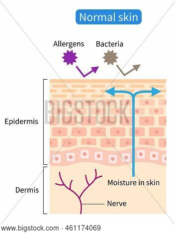 Normal Skin Barrier Helps Retain Moisture And Protect From External Stimuli. Healthy Skin Care Conce