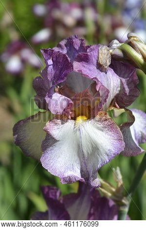 Tall Bearded Iris Decolletage Flower In The Spring