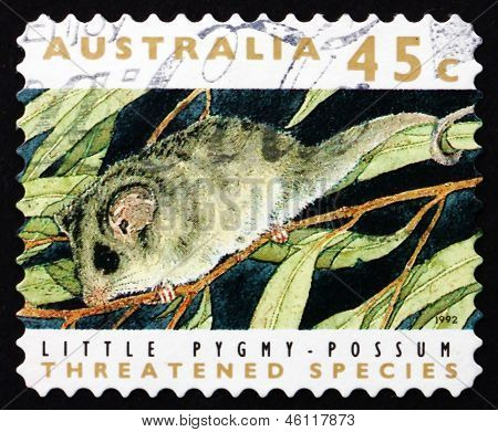 Estampilla Australia 1992 pequeña zarigüeya pigmea