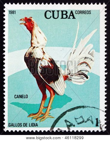Poštovní známka Kuba 1981 Canelo, boj kohout