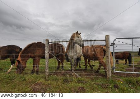 The Icelandic Horse.