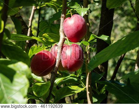 Close-up Shot Of Big, Ripe, Bright Pink Plum (prunus Domestica) On The Branches Of The Plum Tree Sur