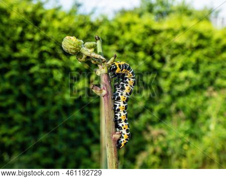 Macro Of The Yellow Form Of The Caterpillar Of The Lettuce Shark Moth (cucullia Lactucae) With Black
