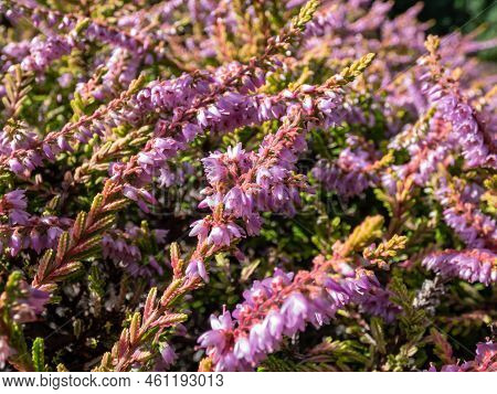 Macro Of Calluna Vulgaris 'dart's Flamboyant' With Bronze-yellow Foliage Flowering With Mauve Flower
