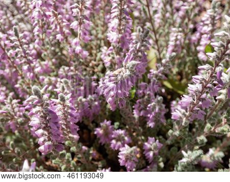 Macro Of Calluna Vulgaris 'grizabella' With Pale Grey Foliage Flowering With Lavender Coloured Flowe