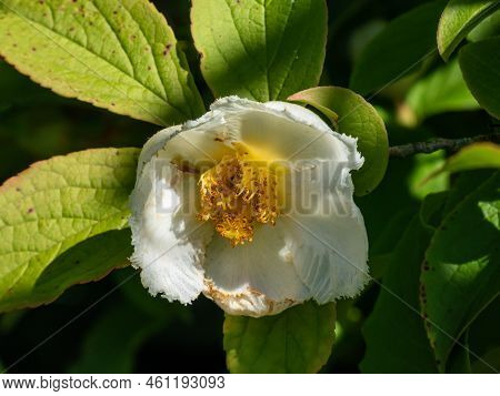 Korean Stewartia, Japanese Stewartia Or Deciduous Camellia (stewartia Pseudocamellia) Called Summer 