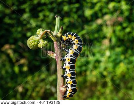 Macro Of The Yellow Form Of The Caterpillar Of The Lettuce Shark Moth (cucullia Lactucae) With Black