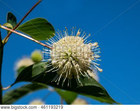 Flowering Plant Buttonbush, Button-willow Or Honey-bells (cephalanthus Occidentalis) Blooming In Sum