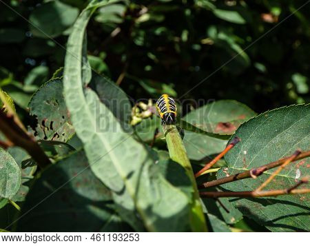 Macro Of The Yellow Form Of The Caterpillar Of The Lettuce Shark Moth (cucullia Lactucae) With Black