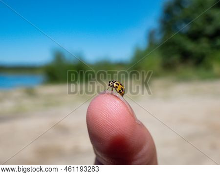 Macro Shot Of The Yellow 22-spot Ladybird (psyllobora Vigintiduopunctata Or Thea Vigintiduopunctata)