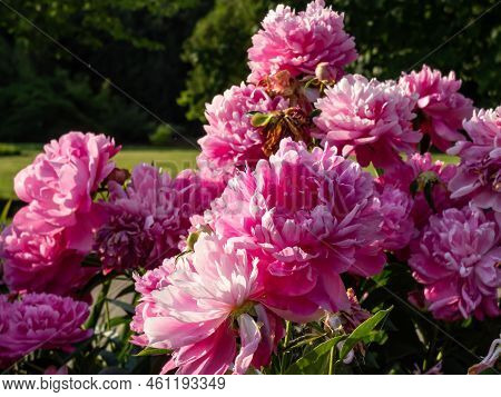 Chinese Peony, Garden Peony 'wrinkles & Crinkles' (paeonia Lactiflora) Flowering With Full, Rich Pin
