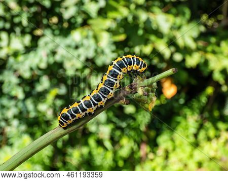 Macro Of The Yellow Form Of The Caterpillar Of The Lettuce Shark Moth (cucullia Lactucae) With Black
