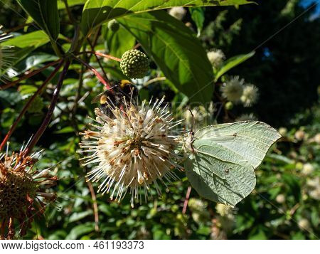 The Common Brimstone (gonepteryx Rhamni) On The Buttonbush, Button-willow Or Honey-bells (cephalanth