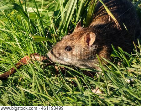 Close-up Of Common Rat (rattus Norvegicus) With Dark Grey And Brown Fur In The Green Grass In Bright
