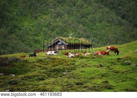 Cows Graze On A Pasture In The Mountains, In The Background A Mountain Cottage And Mountains. Norway