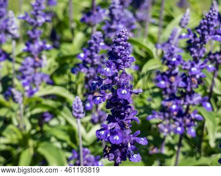 Salvia Farinacea 'fairy Queen' (mealy Cup Sage) - Compact, Multi-branched Variety With Dense Floweri