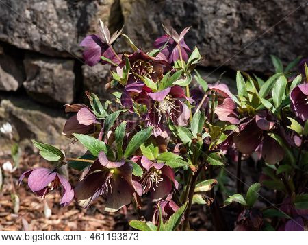 Group Of Early Spring Flowers Purple Hellebore (helleborus Purpurascens) Flowering In Early Spring O