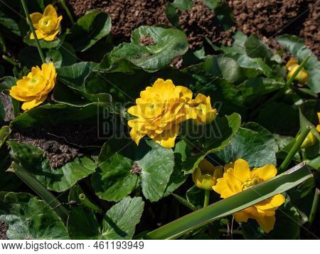 Close-up Shot Of Th Marsh-marigold (caltha Palustris) 'multiplex' Flowering With Bright Yellow Flowe