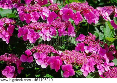 Pink Hydrangea Serrata Blooms In The Park. Garden Flower. Summer.