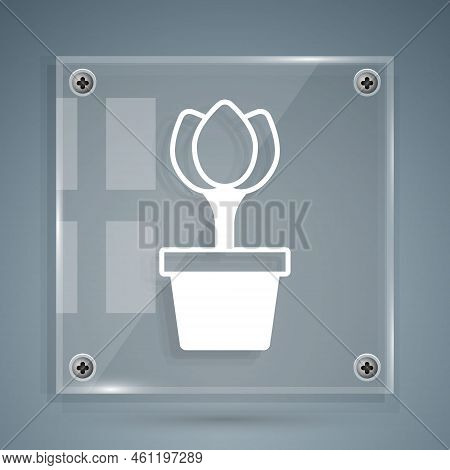 White Flower Tulip In Pot Icon Isolated On Grey Background. Plant Growing In A Pot. Potted Plant Sig