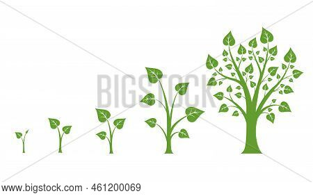 Tree Growth Vector Diagram. Green Tree Growth, Nature Leaf Growth, Plant Growh Illustration