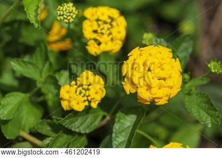 Closeup Of Yellow Lantana Flowers. Lantana Viburnoides Yellow. Macro Photography. Lantana Camara.