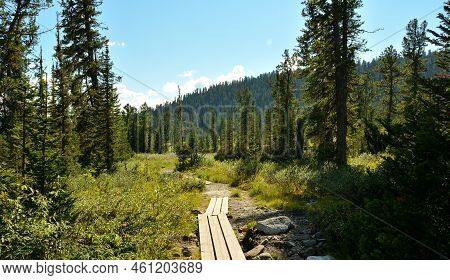 Wooden Platforms Made Of Boards Laid Along A Path Through A Coniferous Forest In The Mountains.