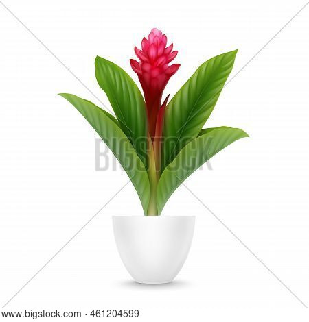 Vector Tropical Plant Red Ginger Flower Or Alpinia Purpurata In Pot Isolated On White Background