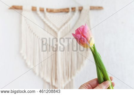 Beautiful Pink Tulip Against Handmade Macrame Wallhanging.  Eco Friendly Modern Concept In The Inter