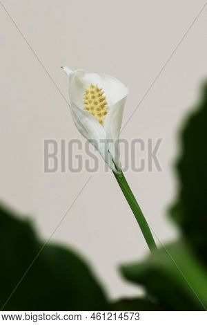 Houseplant - Spathiphyllum Floribundum Peace Lily White Flower On Light Background