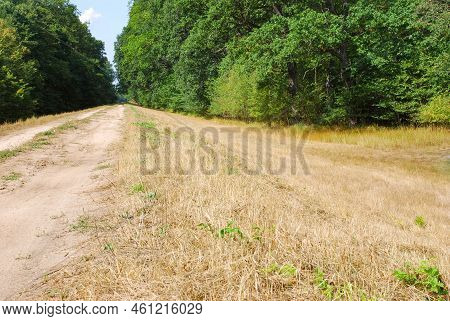 Dry Yellow Grass, Drought. Summer. Yellowed Meadow.