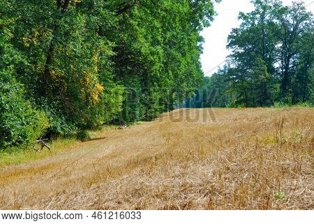 Dry Yellow Grass, Drought. Summer. Yellowed Meadow.