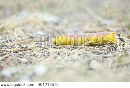 Caterpillar Of The Privet Hawk Moth - Sphinx Ligustri - Rare Yellow Variant