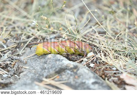 Privet Hawk Moth - Sphinx Ligustri - Caterpillar, Rare Yellow Variant Burying Itself In The Earth An