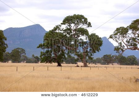 Eucalyptus alberi Grampians Victoria