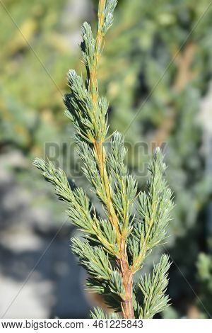 Flaky Juniper Meyeri Branch In The Summer