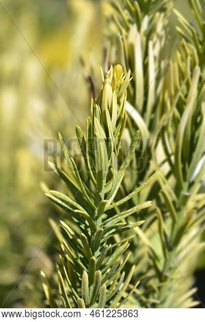 Korean Gold Plum Yew In The Autumn