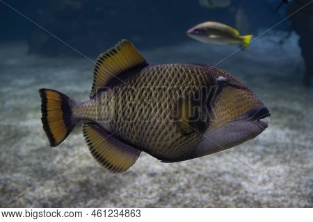 A Titan Triggerfish In Dark Aquarium Water In Jerusalem, Israel.